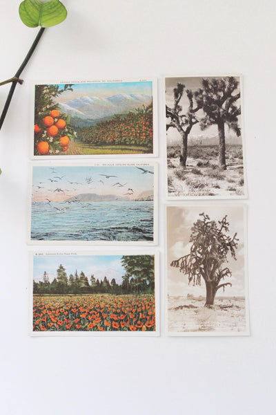 Vintage California Postcards Collection Set - Poppy, Oranges, Landscapes, Coastal