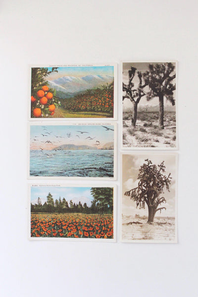 Vintage California Postcards Collection Set - Poppy, Oranges, Landscapes, Coastal
