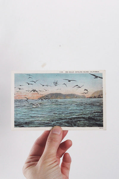 Vintage California Postcards Collection Set - Poppy, Oranges, Landscapes, Coastal