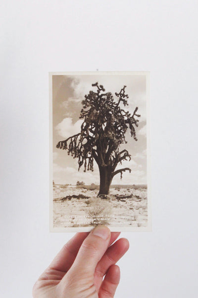 Vintage California Postcards Collection Set - Poppy, Oranges, Landscapes, Coastal