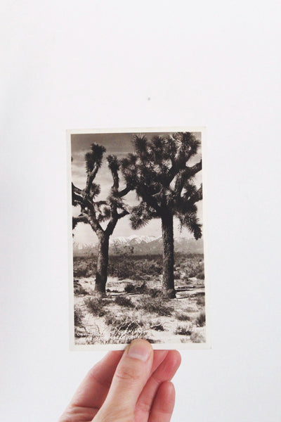 Vintage California Postcards Collection Set - Poppy, Oranges, Landscapes, Coastal