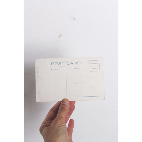 Vintage Yellowstone Park Postcard Petrified Tree By Haynes Photo Unused Linen Finish