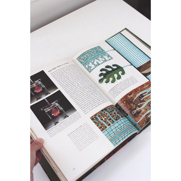 Time-Life Nature Library Book Collection - 24-Volume Set Hardcover - Mid Century 1960s