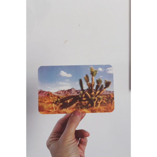 Vintage Joshua Tree Desert Postcard By Esther Henderson - Natural Color Card K60 Scenic Southwest Photography
