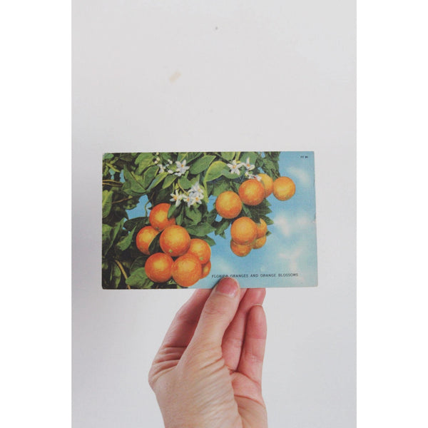 Vintage Florida Postcard Oranges & Blossoms With Handwritten Note Stamp