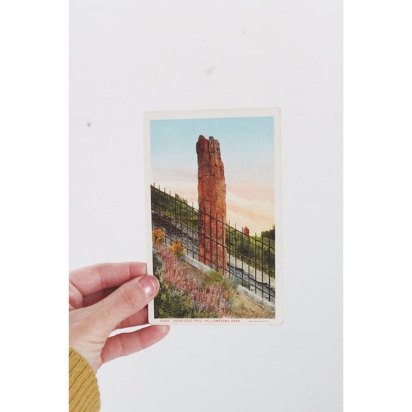 Vintage Yellowstone Park Postcard Petrified Tree By Haynes Photo Unused Linen Finish