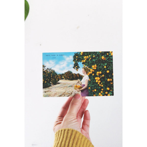 Vintage Florida Postcard - Pretty Pickin In Florida - Orange Groves Paul Olliver Unused 1950s