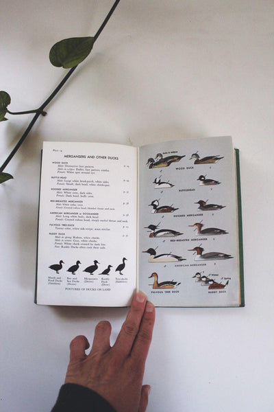 A Field Guide To The Birds By Peterson Vintage Hardcover Book 43rd Printing Ornithology Reference