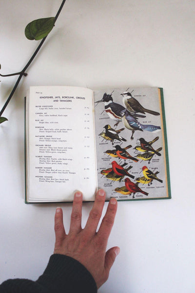 A Field Guide To The Birds By Peterson Vintage Hardcover Book 43rd Printing Ornithology Reference