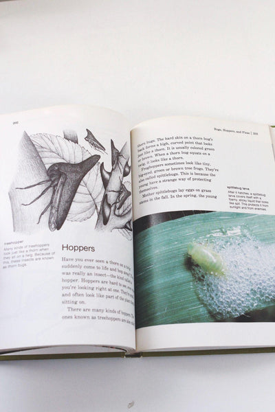 The Bug Book By Childcraft 1981 Annual Hardcover Illustrated Vintage Nature Guide