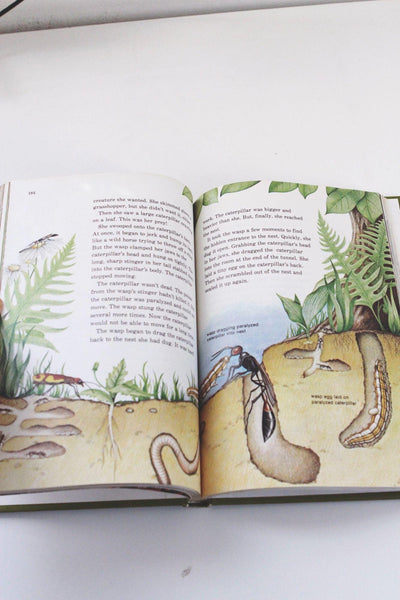 The Bug Book By Childcraft 1981 Annual Hardcover Illustrated Vintage Nature Guide