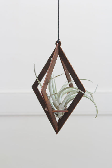 Air Plant Hanger Diamond Walnut Wood