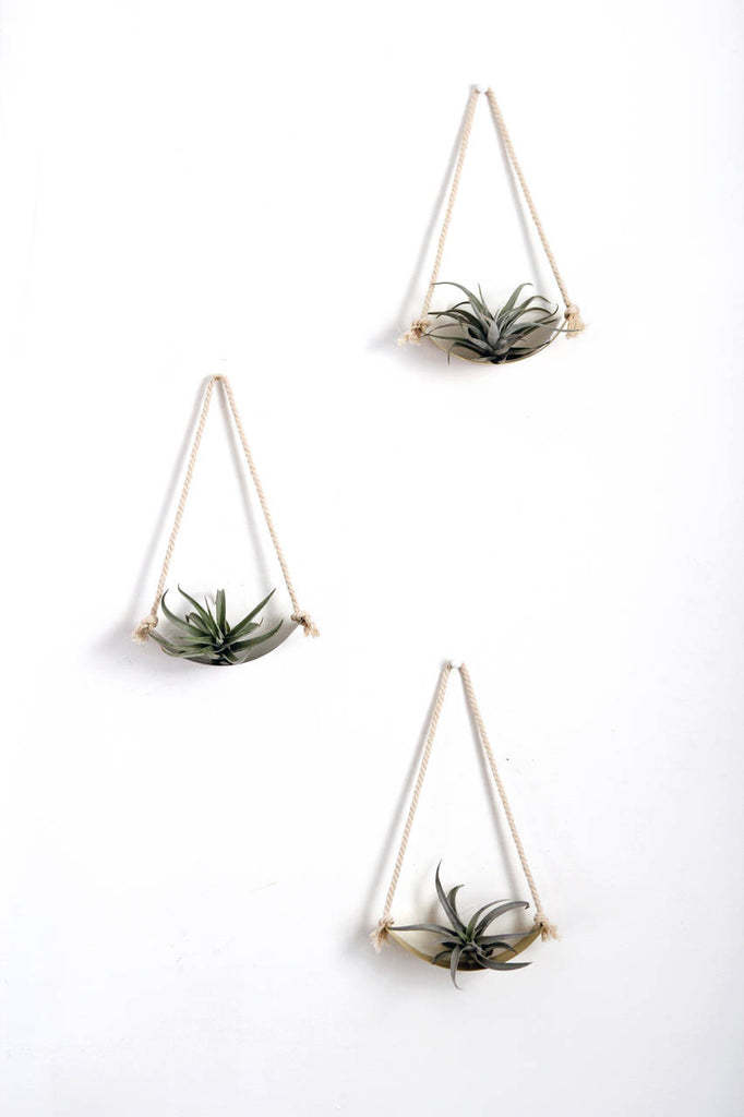 air plant hangers Air Plant Wall Holder Curved Shelf – Pauline Stanley Studio + Rare Bird Co