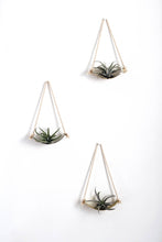 Load image into Gallery viewer, Air Plant Wall Holder Curved Shelf 