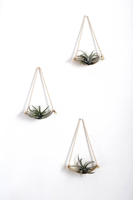 Air Plant Wall Holder Curved Shelf 