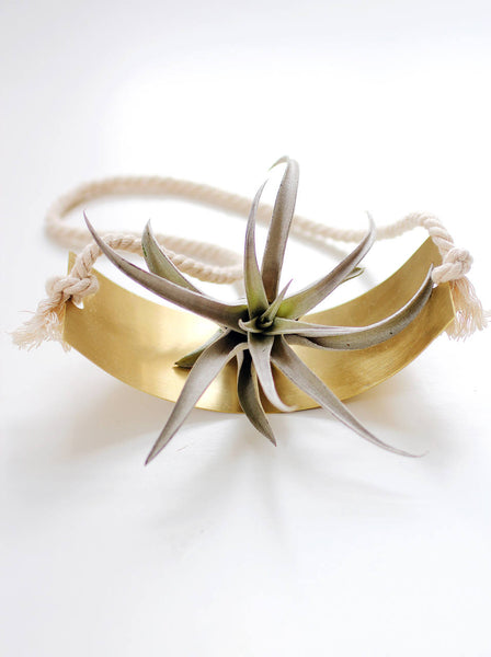 Air Plant Wall Holder Curved Shelf 