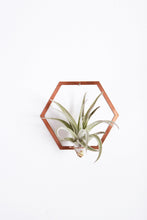 Load image into Gallery viewer, Hexagon Frame Air Plant Wall Holder | Air Plant Holder | Air Plant Hanger | Air Plant Planter | Airplant Holder | Airplant Hanger | Display