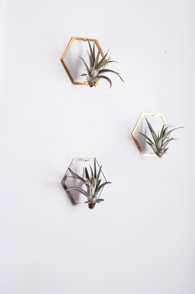 air plant wall hanger Hexagon Frame Air Plant Wall Holder – Pauline Stanley Studio + Rare Bird Co