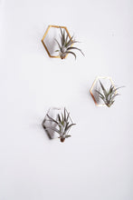 Load image into Gallery viewer, Hexagon Frame Air Plant Wall Holder | Air Plant Holder | Air Plant Hanger | Air Plant Planter | Airplant Holder | Airplant Hanger | Display