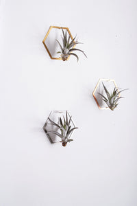 Hexagon Frame Air Plant Wall Holder | Air Plant Holder | Air Plant Hanger | Air Plant Planter | Airplant Holder | Airplant Hanger | Display