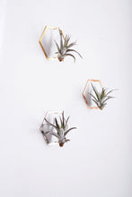 Load image into Gallery viewer, Hexagon Frame Air Plant Wall Holder | Air Plant Holder | Air Plant Hanger | Air Plant Planter | Airplant Holder | Airplant Hanger | Display