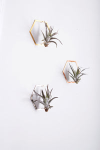 Hexagon Frame Air Plant Wall Holder | Air Plant Holder | Air Plant Hanger | Air Plant Planter | Airplant Holder | Airplant Hanger | Display