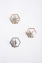 Load image into Gallery viewer, Hexagon Frame Air Plant Wall Holder | Air Plant Holder | Air Plant Hanger | Air Plant Planter | Airplant Holder | Airplant Hanger | Display