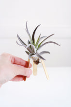 Load image into Gallery viewer, Tripod Air Plant Holder 