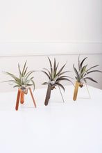 Load image into Gallery viewer, Tripod Air Plant Holder 