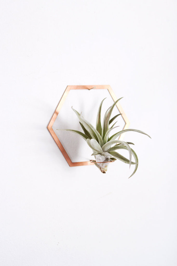 air plant picture frame Hexagon Frame Air Plant Wall Holder – Pauline Stanley Studio + Rare Bird Co