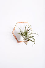 Load image into Gallery viewer, Hexagon Frame Air Plant Wall Holder | Air Plant Holder | Air Plant Hanger | Air Plant Planter | Airplant Holder | Airplant Hanger | Display