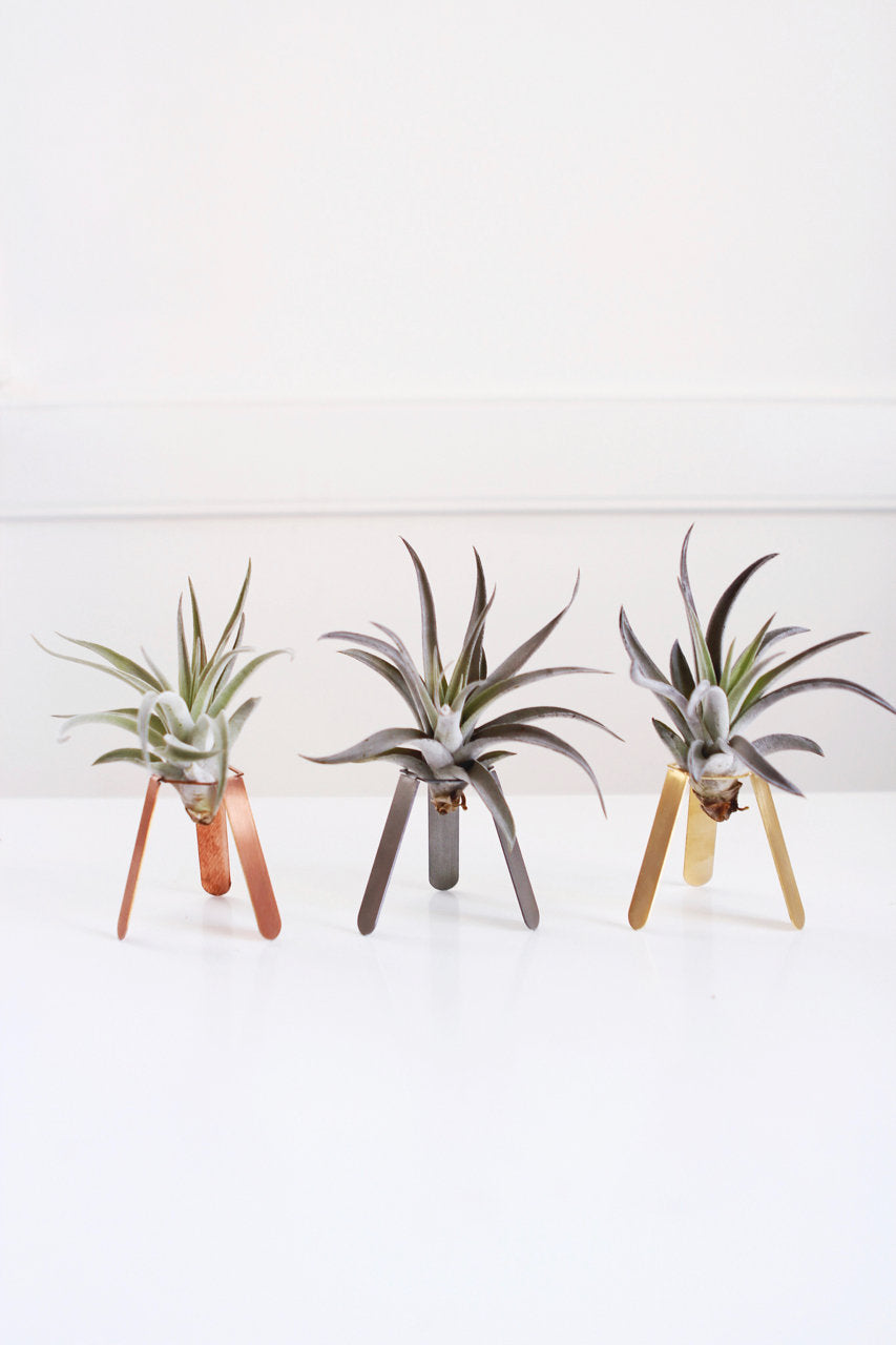 tripod plant hanger Tripod Air Plant Holder – Pauline Stanley Studio + Rare Bird Co