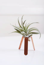 Load image into Gallery viewer, Tripod Air Plant Holder 