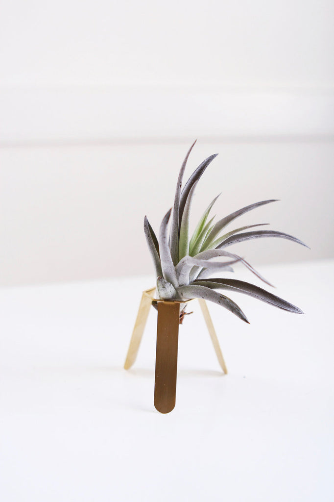 tripod plant hanger Tripod Air Plant Holder – Pauline Stanley Studio + Rare Bird Co