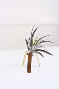 Tripod Air Plant Holder 