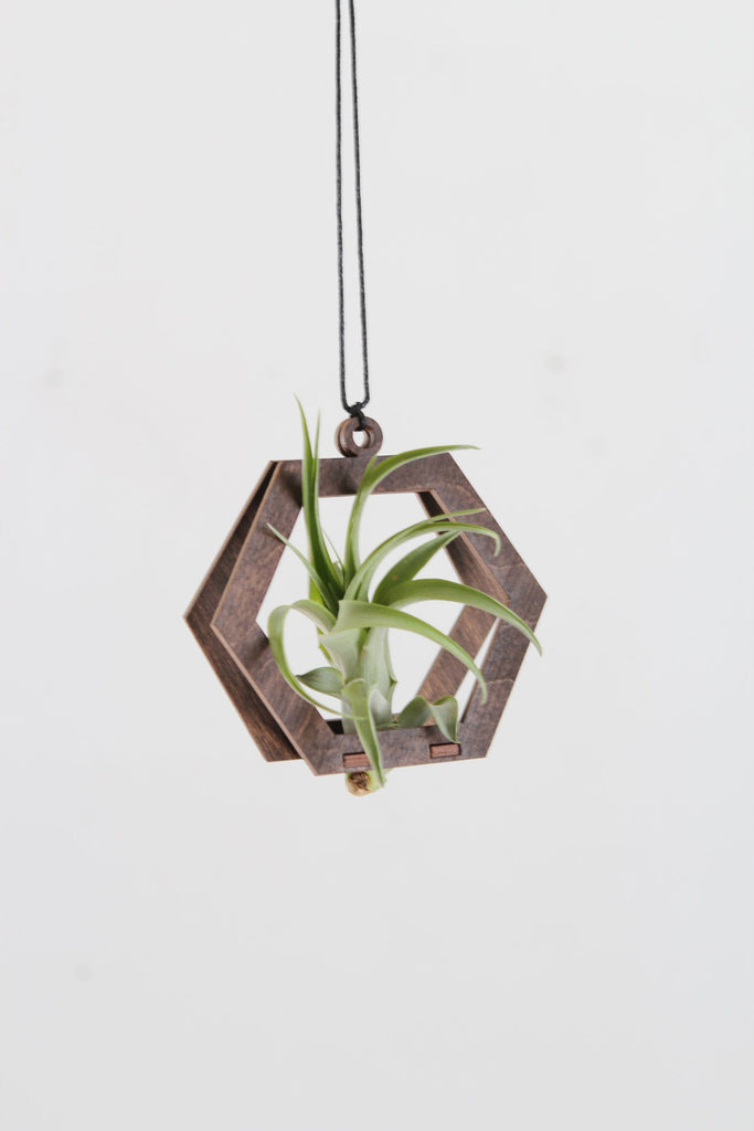 mini air plant holder Mini Air Plant Hanger Hexagon Walnut Wood – Pauline Stanley Studio + Rare Bird Co
