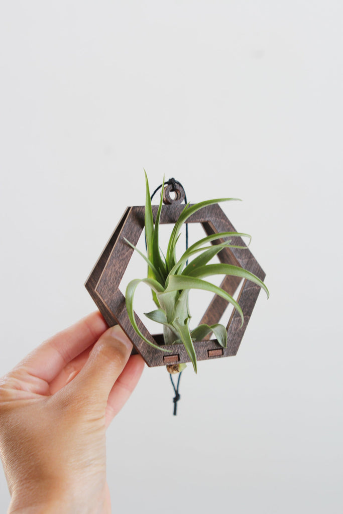wood air plant wall hanging Mini Air Plant Hanger Hexagon Walnut Wood – Pauline Stanley Studio + Rare Bird Co